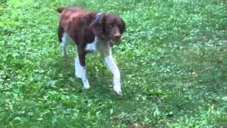 MAESSR presents Bertie the Brittany