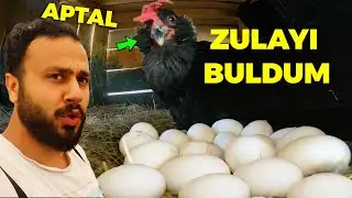 Zulayı Buldum ! Akıllı Gurk Aptal Çıktı Civcivleri Eziyor - Yumurta Toplama - Bel Ağrısı Çok Köti