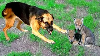 A huge dog tracked down orphaned wolf cubs. Then the incredible happened!