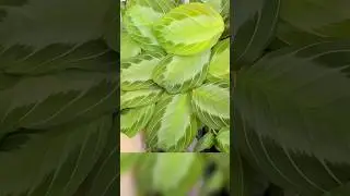 Rare Plants at Paul's & Sandy's 🌿 Part 1 