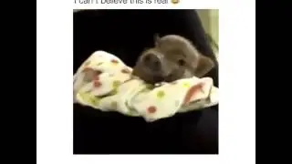 Is that a chicken?!
