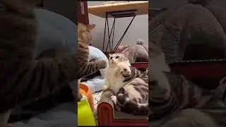 Cat fight #trending #shorts #cat
