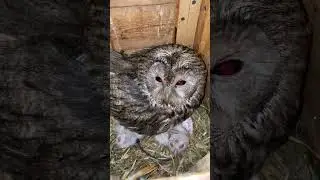 Мамуля - совуля и сладулики - совулики 😍🥰🦉❤️ 