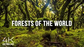 7,5 HRS Ambient Music for Stress Relief, Focus & Relaxation - 4K Forests of our Unique Planet #1