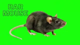hahah mouse green screen video 