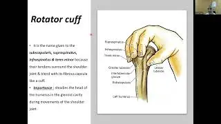 MCQ Muscles of the upper limb (2)