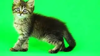 Cat green screen (no copyright)
