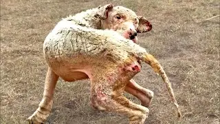 Dog with Rock Hard Painful Skin That Hurts Chasing Away Flies