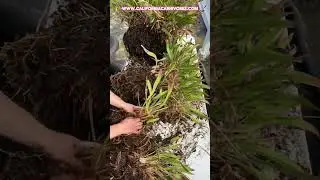 Let’s break up a 30 year old Sarracenia!