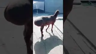 KAMBING PANTAT MONTOK