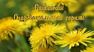 Одуванчик очаровательный сорняк