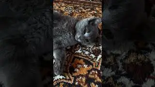 На чиле, на расслабоне  😹
