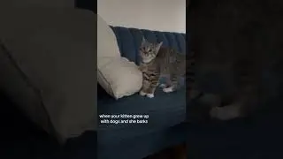 Skillful pets #funny #animals #compilation #funnyvideos #animalsfunny #viralshorts