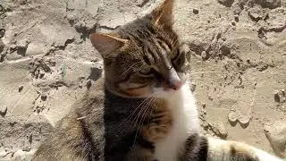 Кота сбила машина!