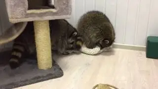 Еношки устраивают логово