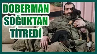 KIŞ GELDİ SOĞUKTAN KÖPEKLER FENA ÜŞÜDÜLER