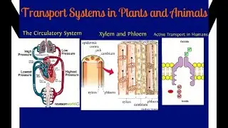 The Transportation In Human & plants class 10 biology - basics Guide For Everyone #science#class10
