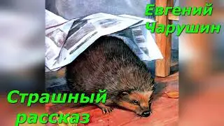 Страшный рассказ. Е. Чарушин.