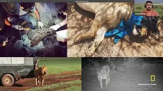 Explorer Classroom | Large Carnivores and Local Communities with Arjun Dheer