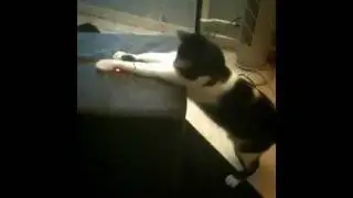 A cat becomes crazy with a laser