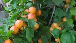 Пінк Кот, як завжди радує урожаєм!