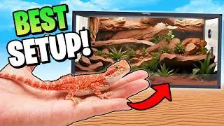 The Best Bearded Dragon Setup