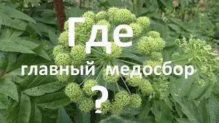 Чтобы не прозевать главный медосбор