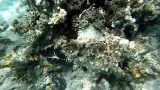 Actinia equina & Amphiprion bicinctus
