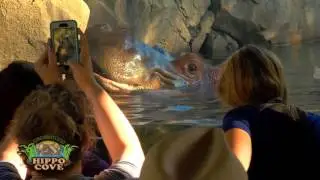 Hippo Cove Grand Opening - Cincinnati Zoo