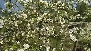 Футаж   ВЕСНА и ПЕНИЕ ПТИЦ