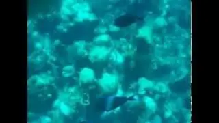 bahamas snorkeling with sharks