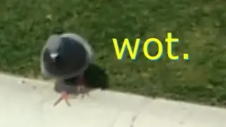 lemme smash: pigeon edition