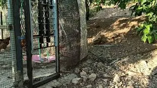 automatic chicken coop door opening