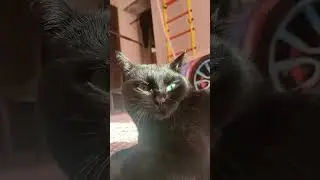 Маленькая нежная кошка Снежок.