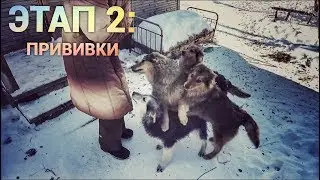 Прививка от бешенства.