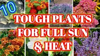 10 Tough Plants for full sun & Heat