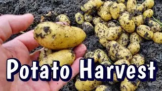 My first Potato crop and plot update tour