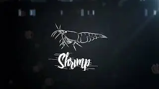 Shrimps
