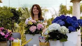 Hortênsias - Segredos para uma Floração Exuberante