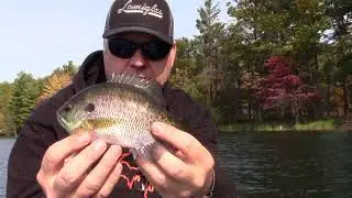 Tips and Tricks for Fall Panfish with Lamiglas Rods