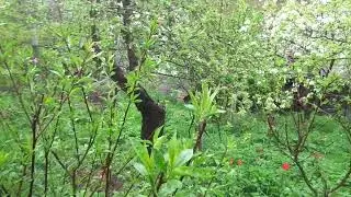 ПЕРСИК ИЗ не ПЕРСИКОВОЙ Зоны В ТАКУЮ ЖЕ...