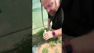 Grow update aphid control