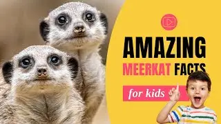 WOW! | 5 Amazing Meerkat Facts for Kids