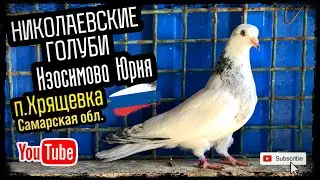 Николаевские голуби Изосимова Юрия. п.Хрящевка Самарская обл. 2024