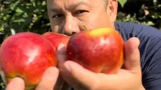 The fruits of my apple tree