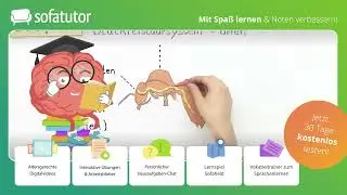 Körperbau Honigbiene – innerer & äußerer Bau