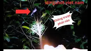 Hunting at night with a slingshot shooting without missing a shot