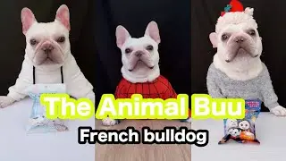 The Animal Buu Compilation | the most Fuuny collection208 #theanimalbuu #dogsofyoutube