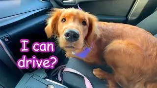 I Took my Dogs on a Road-Trip! 🚗