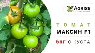 Технология Выращивания Томата Максин F1 6Кг с Куста
